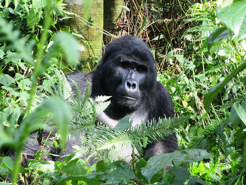 Embark on a gorilla trek during your luxury holiday to Uganda