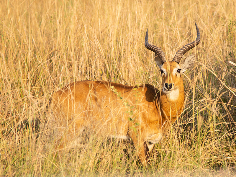 Antelope on luxury safari in Uganda