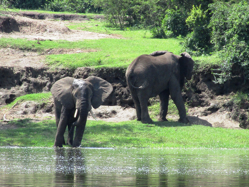 During your luxury holiday to Uganda, spot elephants bathing in the river at Queen Elizabeth National Park