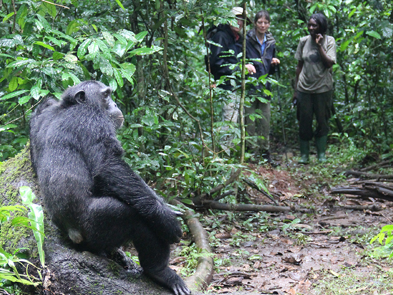 Embark on a chimp trek in Kyambura during your luxury holiday to Uganda