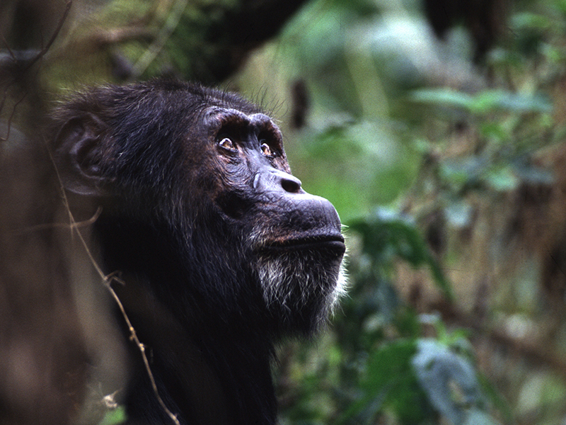 Spot chimp in Mweya during your luxury holiday to Uganda