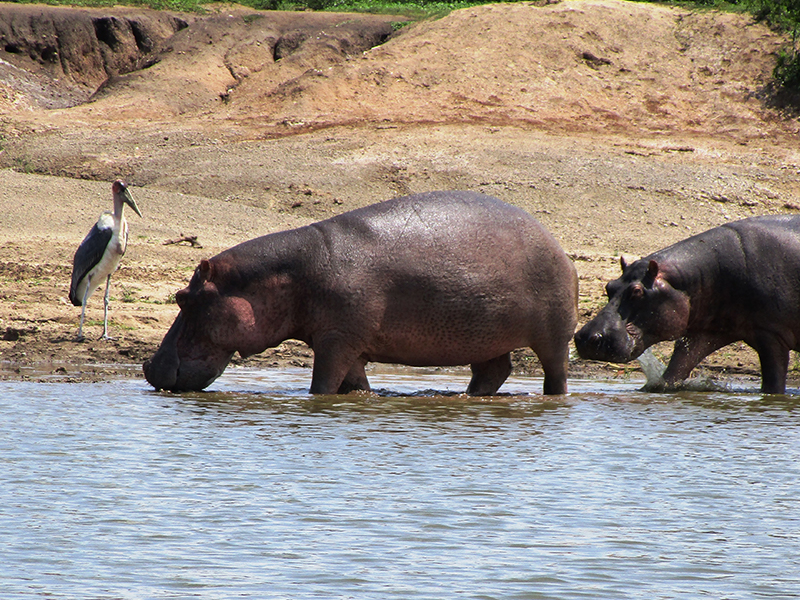 Observe hippos during a river cruise on your luxury holiday to Uganda