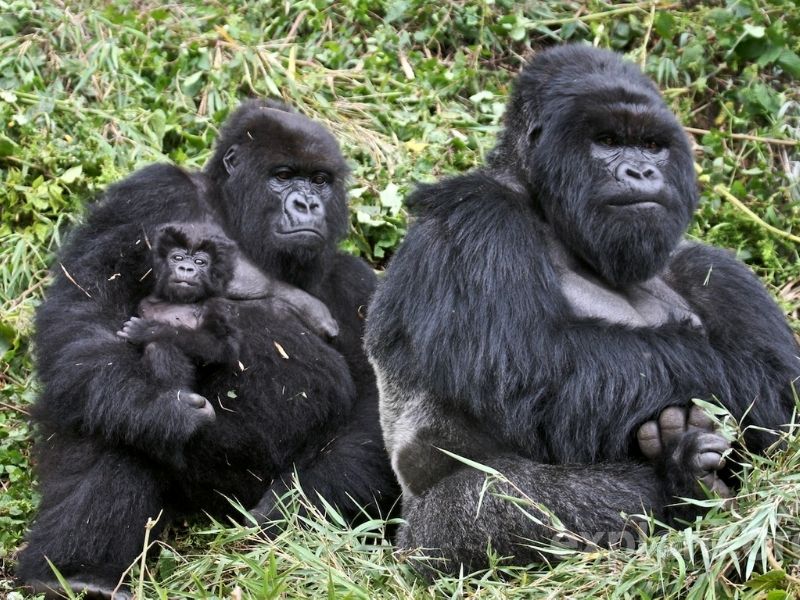 Witness the endangered mountain gorilla in Uganda on your luxury African holiday
