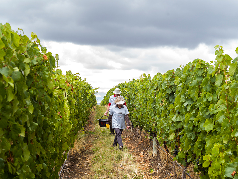 Mendoza vineyard Argentina