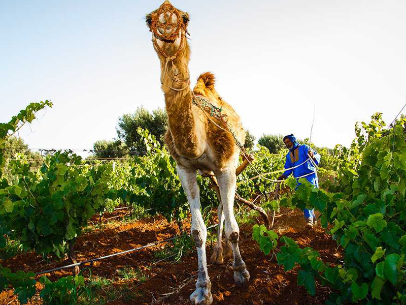 Vineyard tour during luxury holiday to Morocco