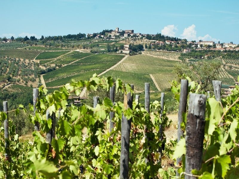 Vineyard, Chianti