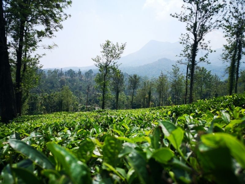 Wayanad Tea Plantation