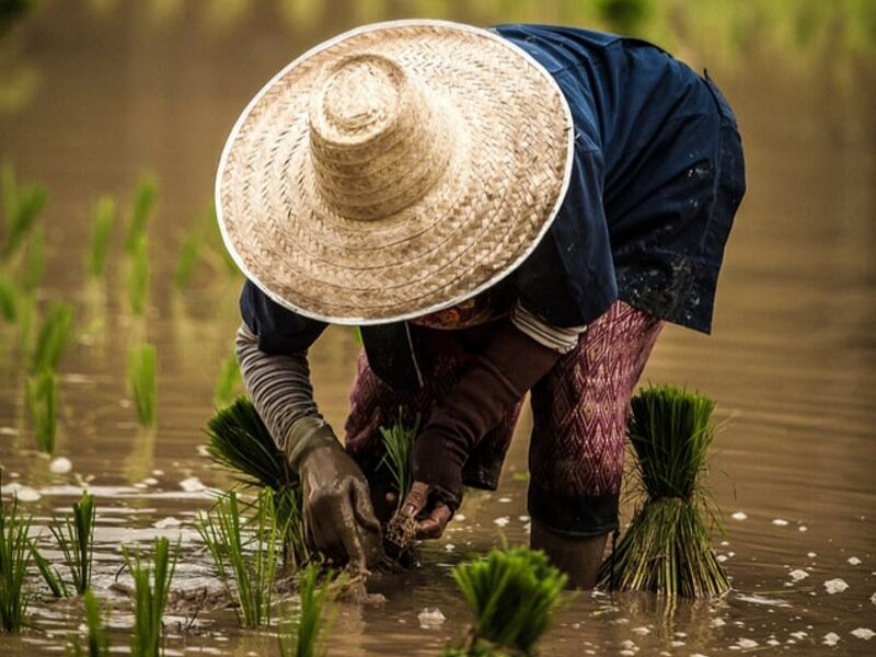 Wet Rice Cultivation Tour OROKO Travel