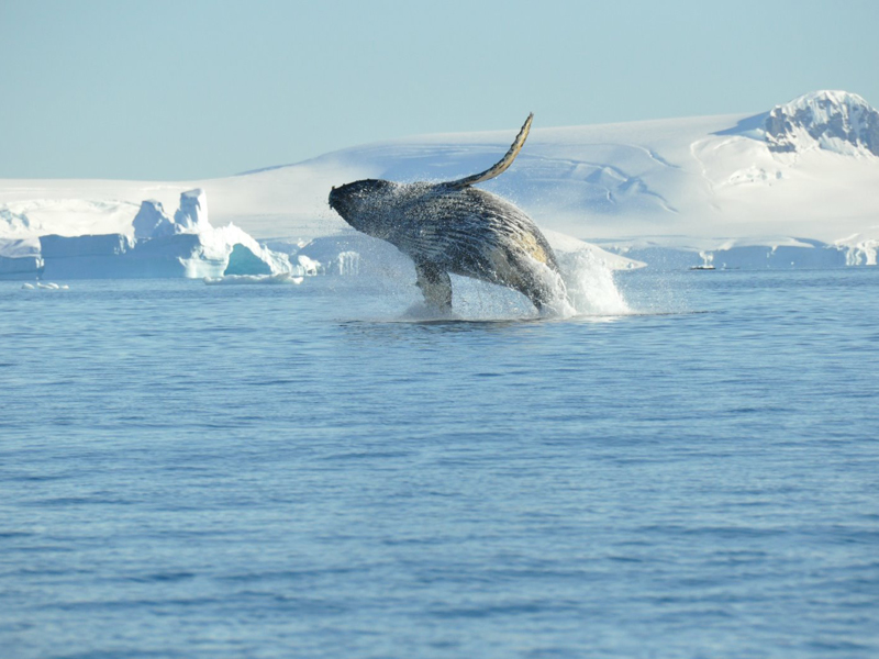 Whale Antarctica
