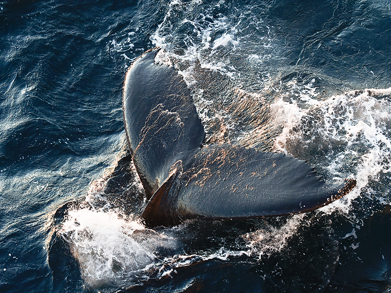 Whale Tail Antarctic