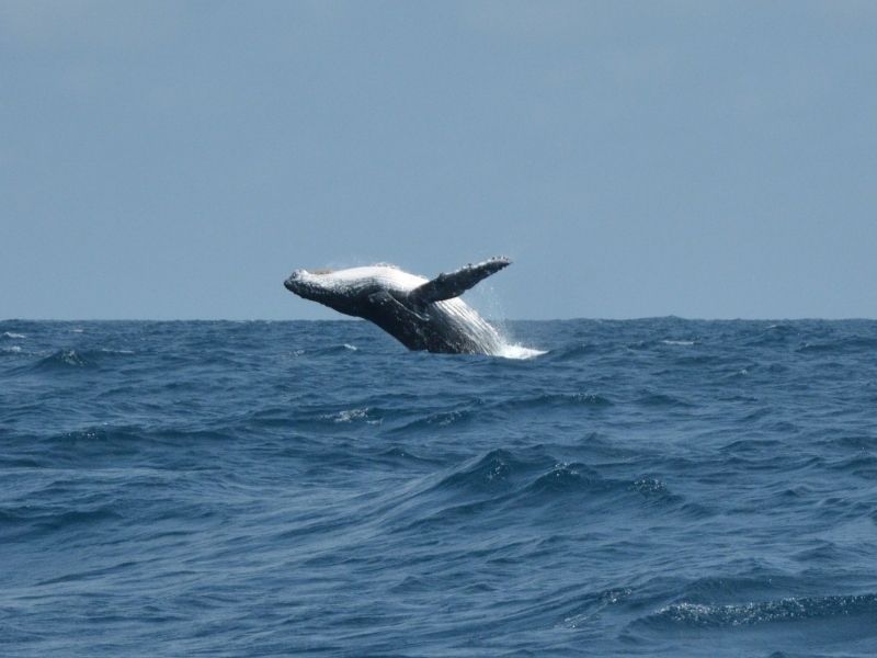 Embark on a whale watching excursion in Loango National Park during your luxury Gabon holiday