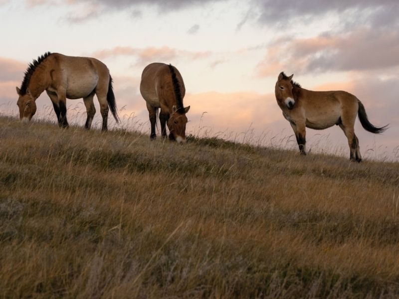 Wild horses, Mongolia