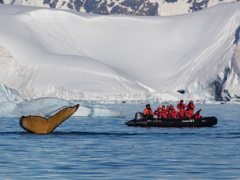 Wildlife Expeditions Silverseas Antarctica