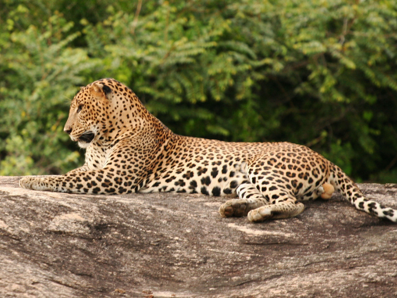 YALA National Park Leopard Safari