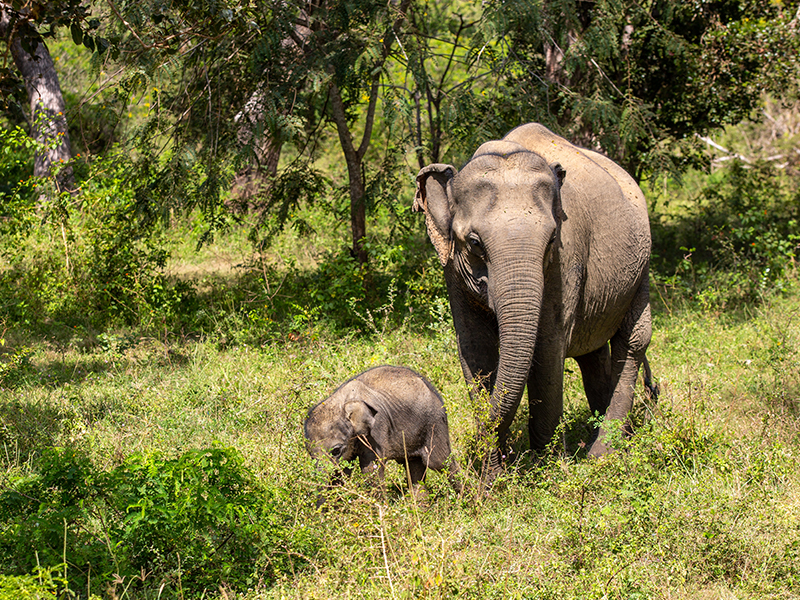 Yala National Park