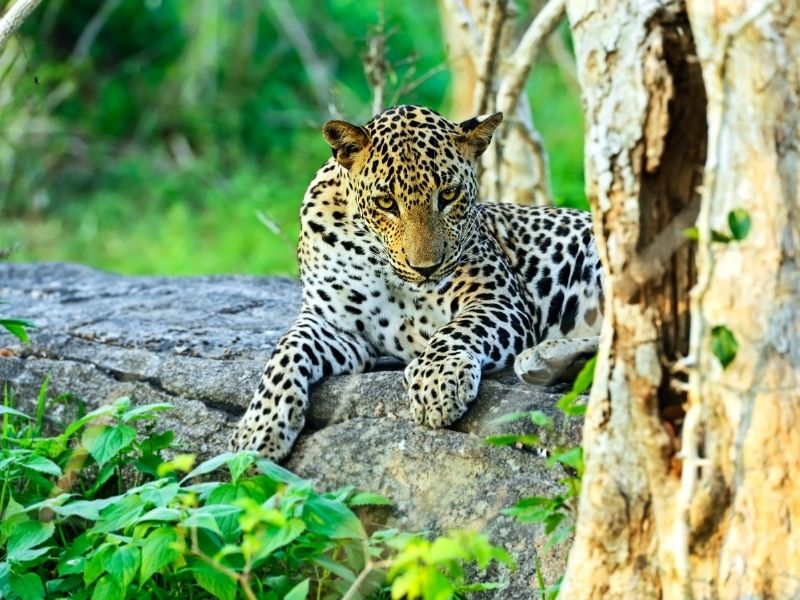 Yala National Park, Sri Lanka