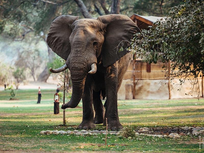 Elephant wandering through luxury safari camp