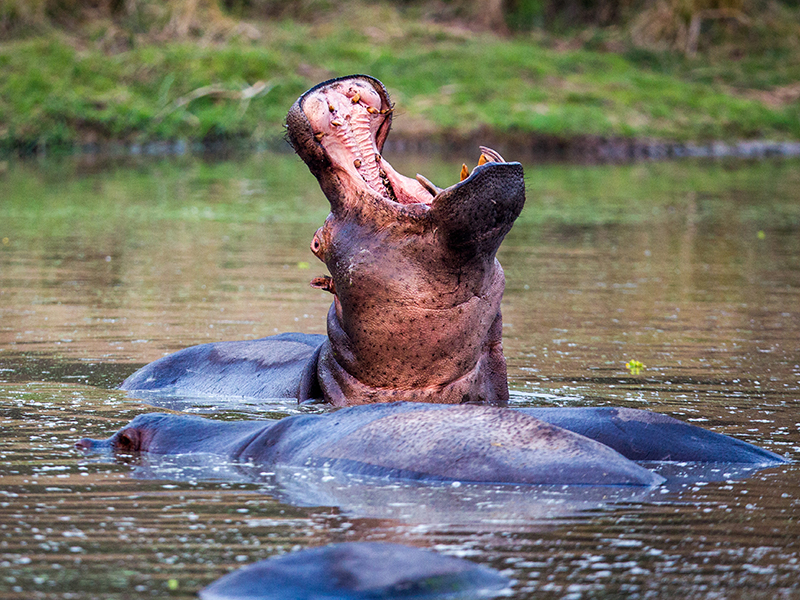 Spot hippo on a sunset cruise along the Zambezi River on your luxury African holiday