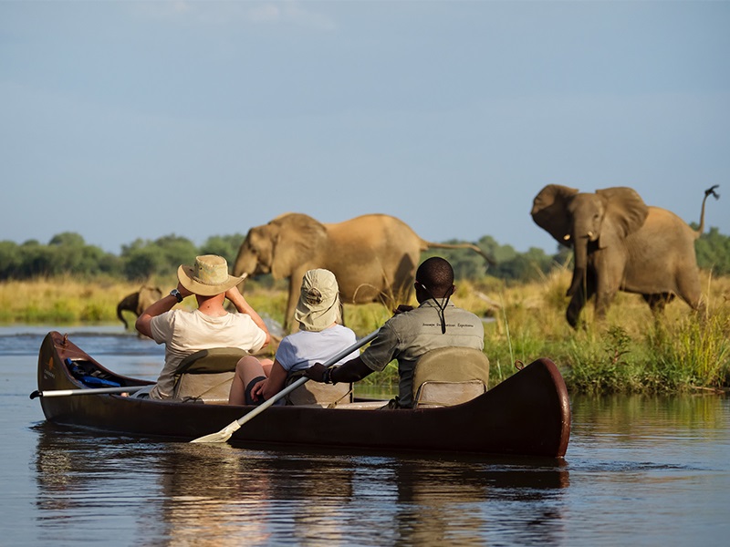 Observe elephants on a luxury Zambezi river safari