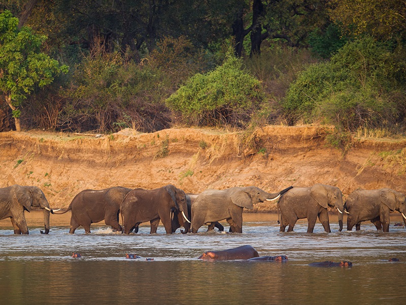 Elephants on a luxury walking safari
