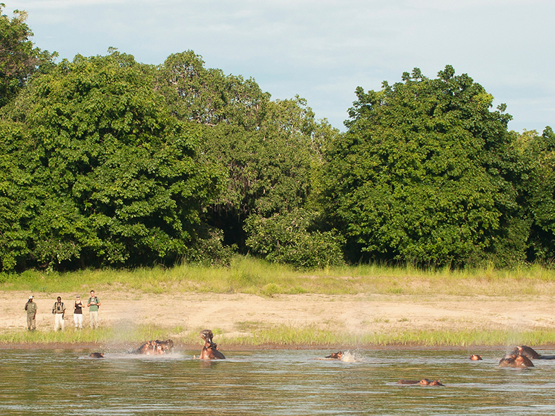 Hippos bathing in South Luangwa National Park