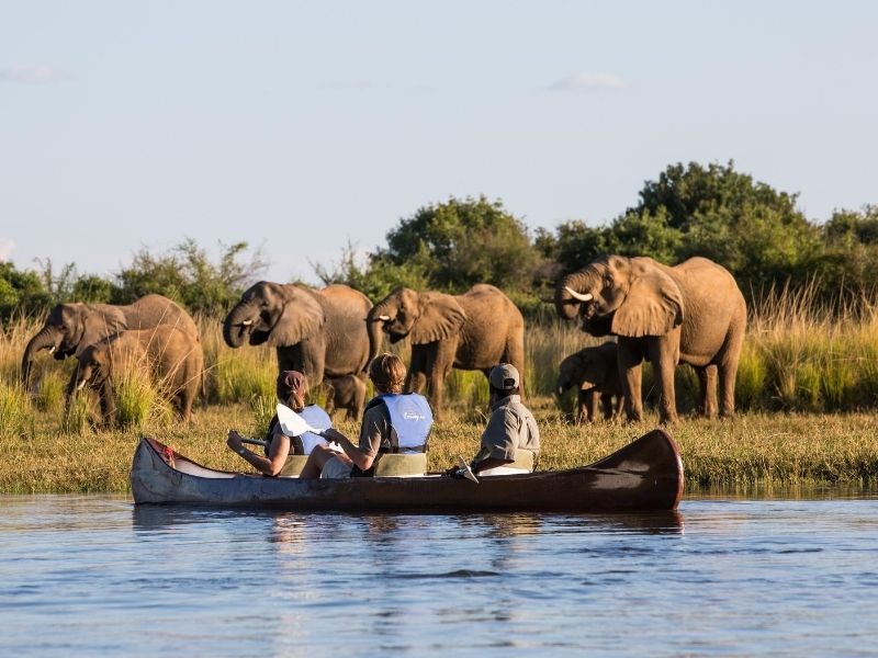 Observe elephants on a luxury Zambezi river safari