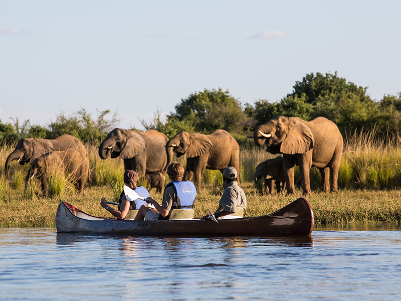 Spot elephants on a luxury Zambezi River safari