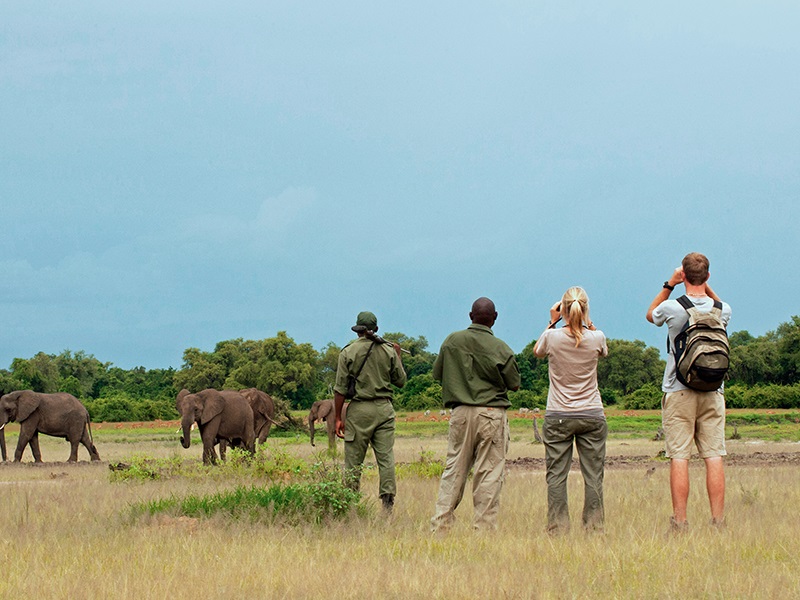 Embark on walking safaris in South Luangwa National Park during your luxury Zambian holiday