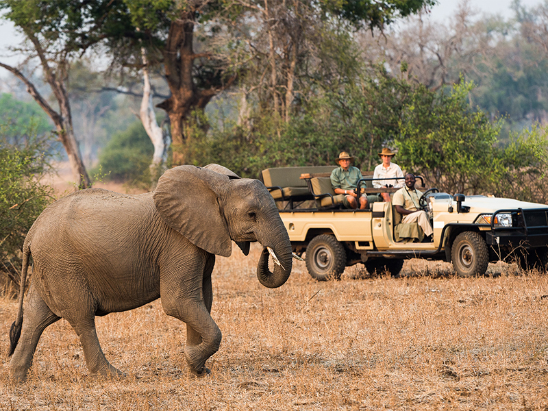 Spot elephants in the Nsefu Sector of South Luangwa National Park on your luxury Zambian holiday