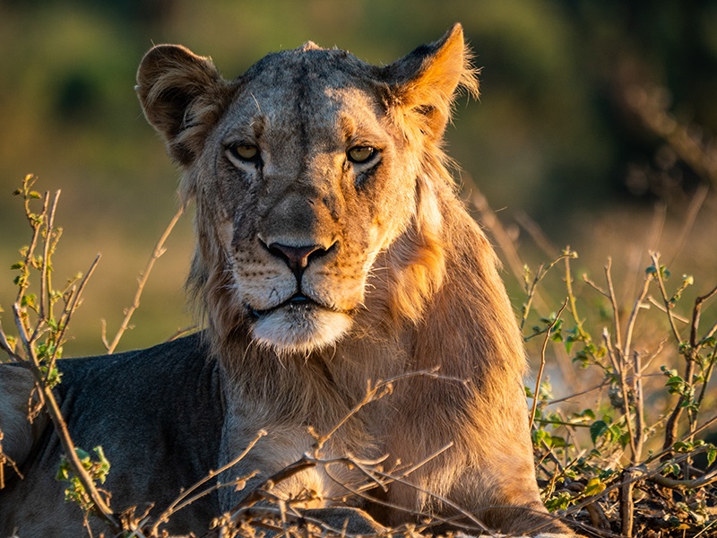 Lion on luxury Zambia safari