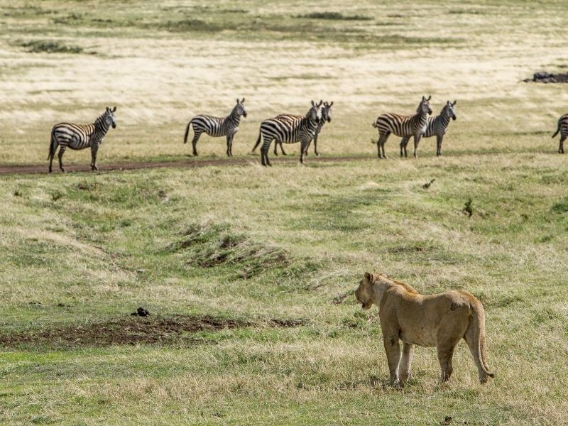 Zebras and lion, Ngorongoro