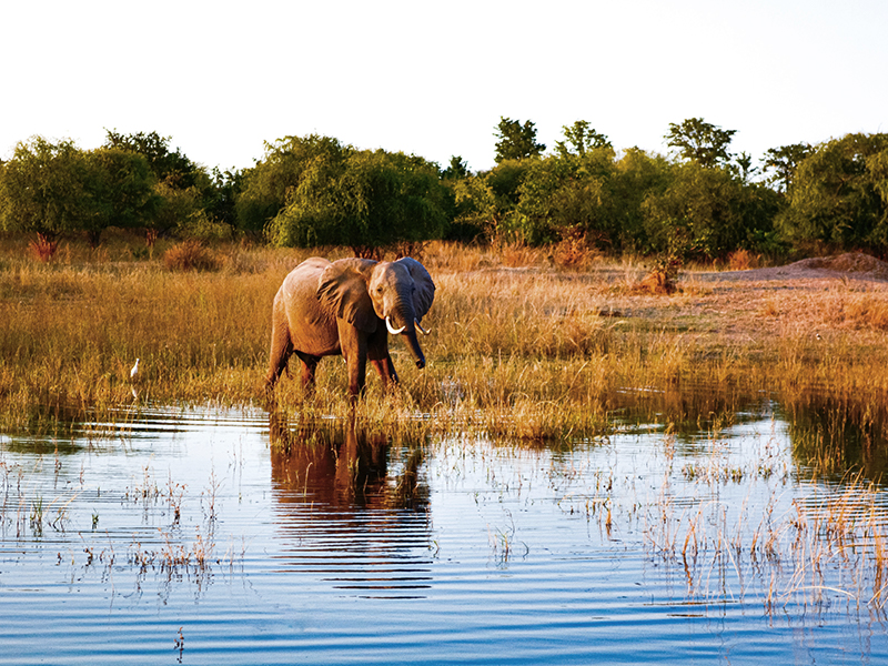Spot elephants on a game drive at Lake Kariba during your luxury holiday to Zimbabwe