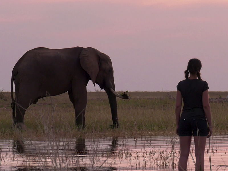 Elephant on private tour at Lake Kariba