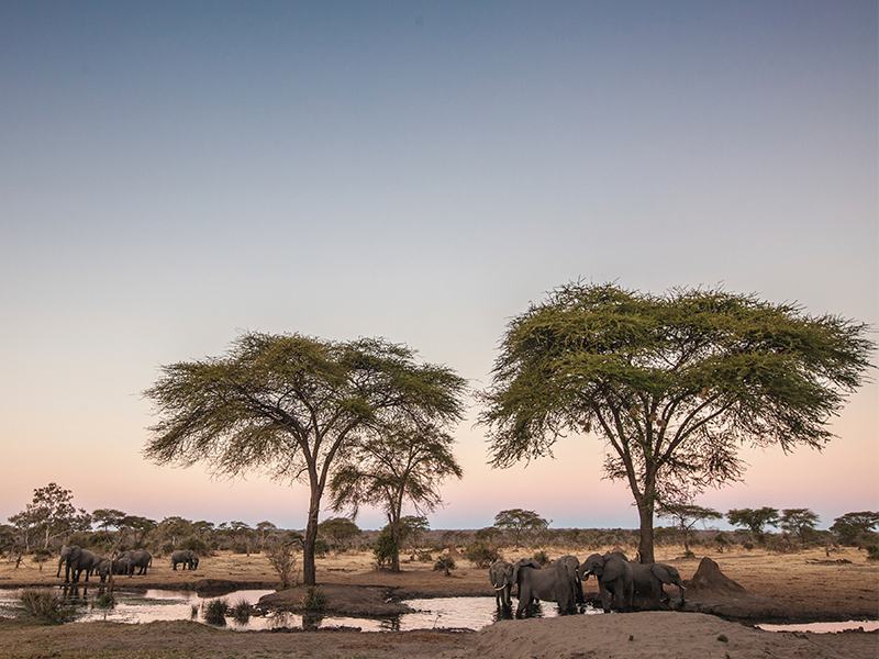 Embark on a safari in Mana Pools National Park during your luxury holiday to Zimbabwe