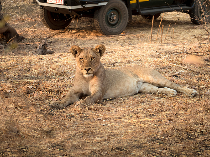 Spot lions on safari in Hwange National Park on your luxury Zimbabwe holiday