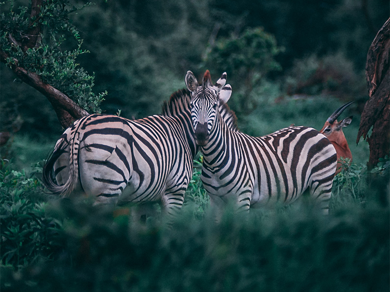 Spot zebras in Chobe National Park on your luxury Botswana safari holiday