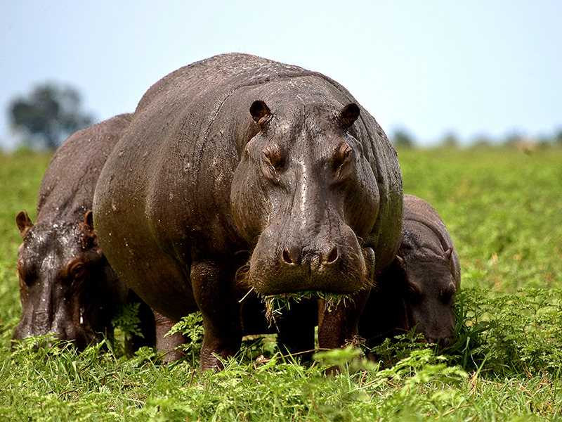 Hippos in Zambezi National Park on luxury Zimbabwe holiday