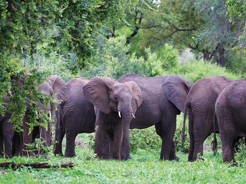 Elephants on luxury safari in Victoria Falls