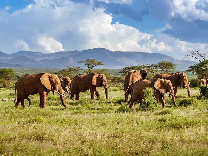 Witness herds of elephants on your safari in Kruger National Park during your luxury holiday to Southern Africa