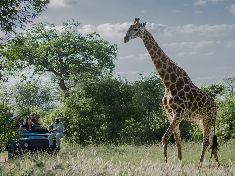 Spot giraffes on twice daily game drives in Kruger National Park during your luxury holiday to Southern Africa