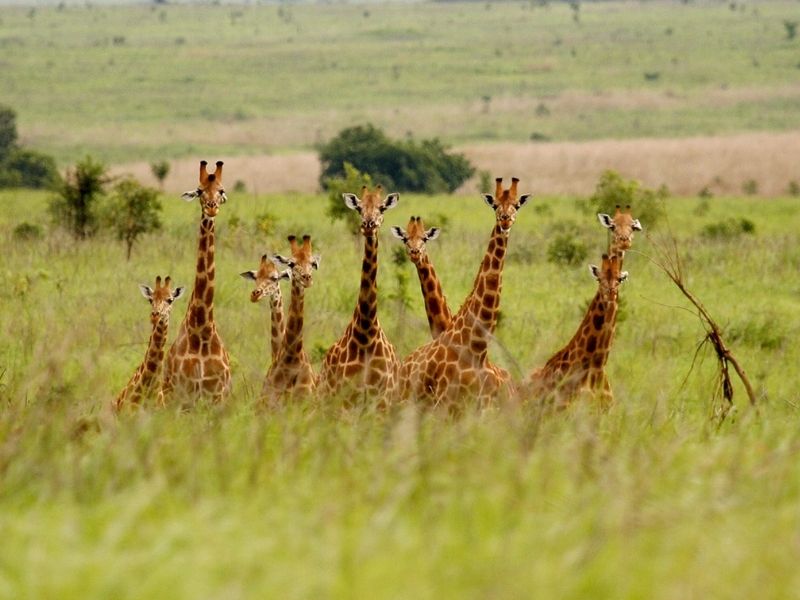 Witness Maasai giraffe on guided game drives during your luxury holiday to Rwanda